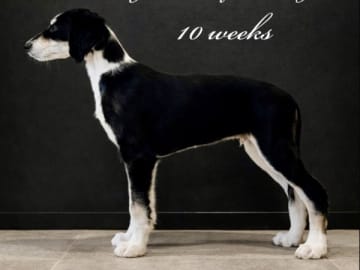 Saluki · älvkarleby · Lags