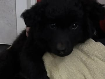 Swedish Lapphund · Karasjok · Marthe Grønnli