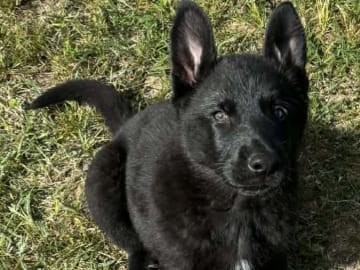 Tysk Schäferhund · Listerby · Kennel Snibor Anzi