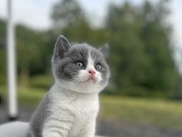 British Shorthair · Laholm · SE*Royal Whiskers