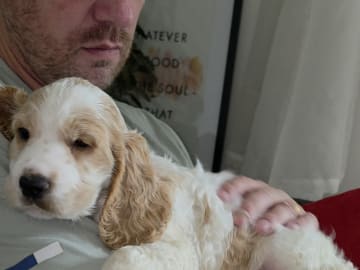 Cocker spaniel · Södertälje · Savanah B.