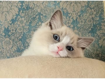 Ragdoll · Fritsla · SE*Maverick's