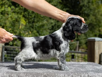 Cocker spaniel · Trollhättan · Perchwater