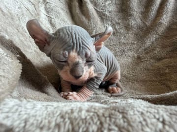 Sphynx · Tumba · Samuel P.