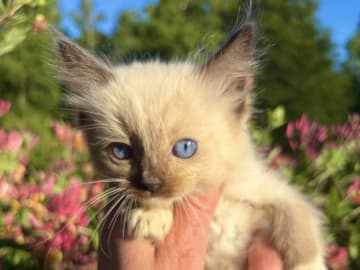 Ragdoll · Vittsjö · Fluffssons