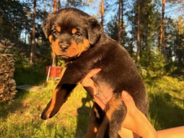 Rottweiler · Ursviken · Utkikens kennel