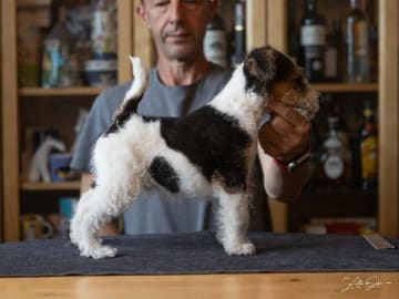 Strävhårig foxterrier · Staffanstorp · Foxtan's