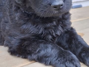 Labradoodle · Strängnäs · Lillybogårdens labradoodel