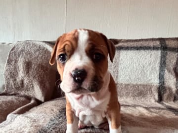 American Staffordshire Terrier · Köping · Hannah Östensson Lindqvist