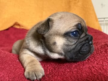 Fransk bulldog