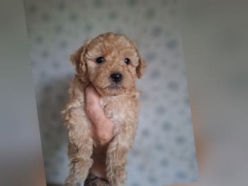 Maltipoo · Arboga · Kerata