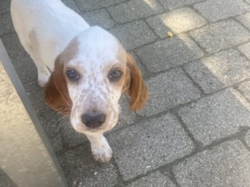 Engelsk setter · Bramming · Dreamzikas