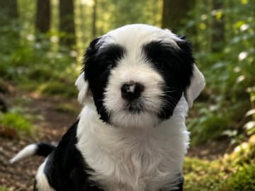 Tibetansk terrier · Forshaga · Janing's