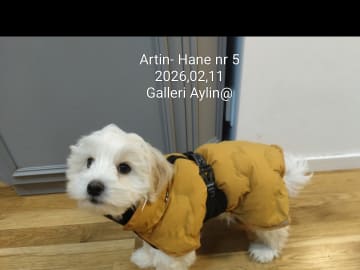 Söta valpar