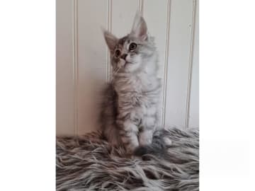 Maine Coon · Glanshammar · SE*Trollius New Moon