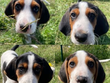 Halden Hound (Haldenstøver) · Tangen · Lykkelosberget