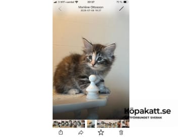 SE*Danzarin Cats