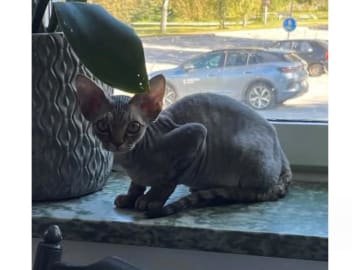 Devon Rex · Husum · S*Bonnea’s