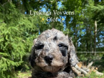 Labradoodle · Nol · Lyckliga Vovven