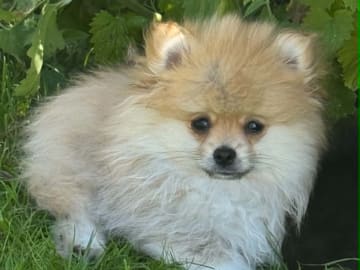PomchiPaws