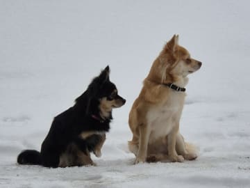 Pomchi · Arendal · Hanna B.