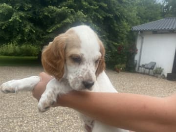 Engelsk setter · Bramming · Dreamzikas