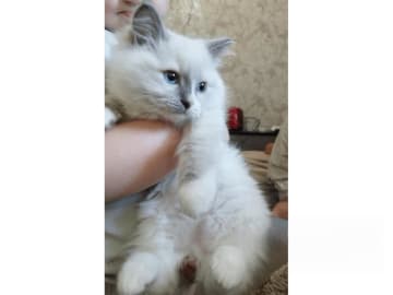Ragdoll · Rörvik · SE*Silverkissen