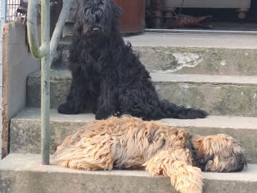 Tibetansk terrier · Hörby · Khambas