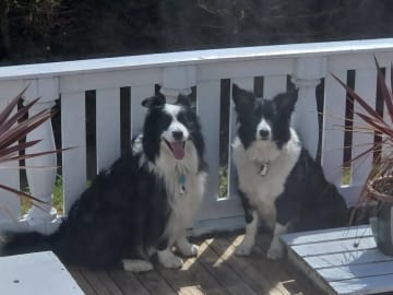 Border Collie · Hjørungavåg · Tor Atle Valderhaug
