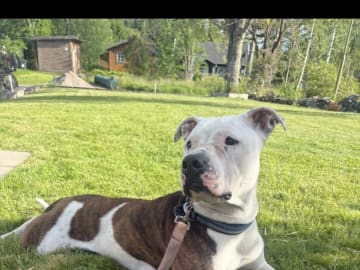 American Bully · Gävle · Evelina B.