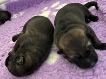 Tysk Schäferhund · Bjerringbro · Team Buddi