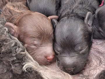 Pudel, dvärg · Upplands väsby · Ingen kennel
