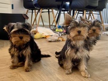 Yorkshireterrier · Føvling · Guldal´s Danske
