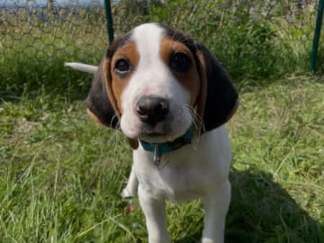Halden Hound (Haldenstøver) · Tangen · Lykkelosberget