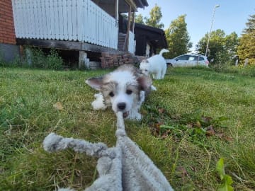 Chinese crested dog · Aneby · Sagolis