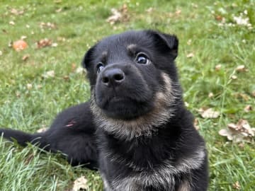 Tysk Schäferhund · Søllested · Team Østergaard's
