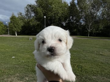 Malteser mix · Oxie · Mathias O.