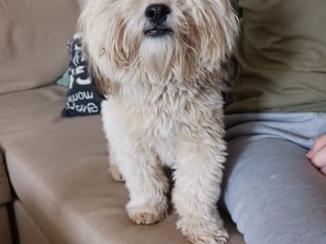 Shih-poo · Fränsta · Katarina H.