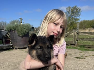 Tysk Schäferhund · Tønder · Roager's