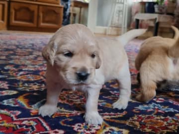 Golden Retriever · Bengtsfors · Sjöviksgårdens Golden Joy