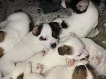 Limelight Kennels