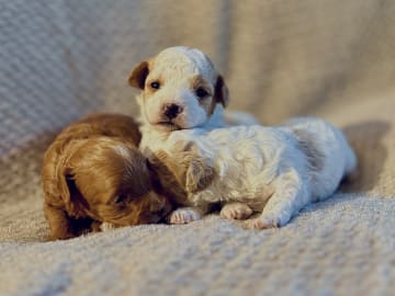 Cavapoo · Sala · Sallysshine