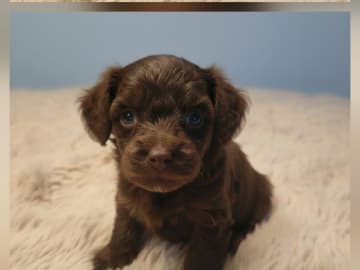 Snöflingans maltipoo