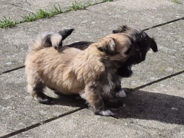 Lhasa Apso · Slagelse · Black Peek A Boos