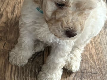 Multigenerations Labradoodle · Höör · Estersdoodlar