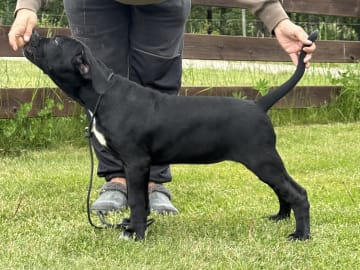Cane corso · Norra Sorunda · Red Boss