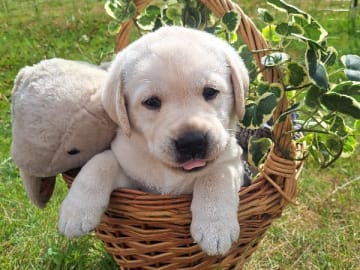 Labrador retriever · Laholm · Alexandra Wulff