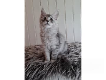 Maine Coon · Glanshammar · SE*Trollius New Moon