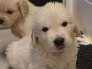 Golden Retriever · Tjällmo · Ekbergarn’s  kennel