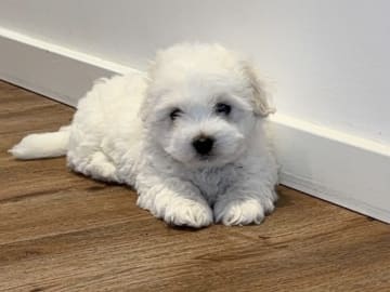 Coton de tulear · Aalborg · Kystvejens Coton og Xolo